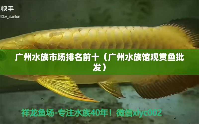 廣州水族市場(chǎng)排名前十（廣州水族館觀賞魚批發(fā)） 觀賞魚批發(fā)