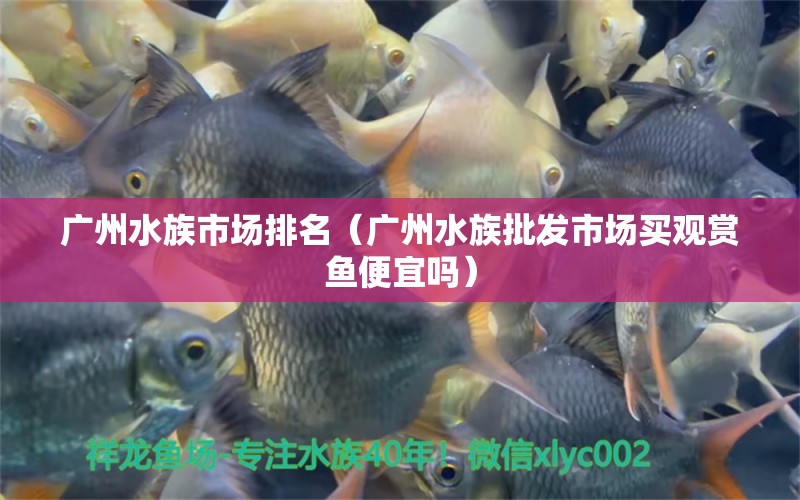 廣州水族市場排名（廣州水族批發(fā)市場買觀賞魚便宜嗎）