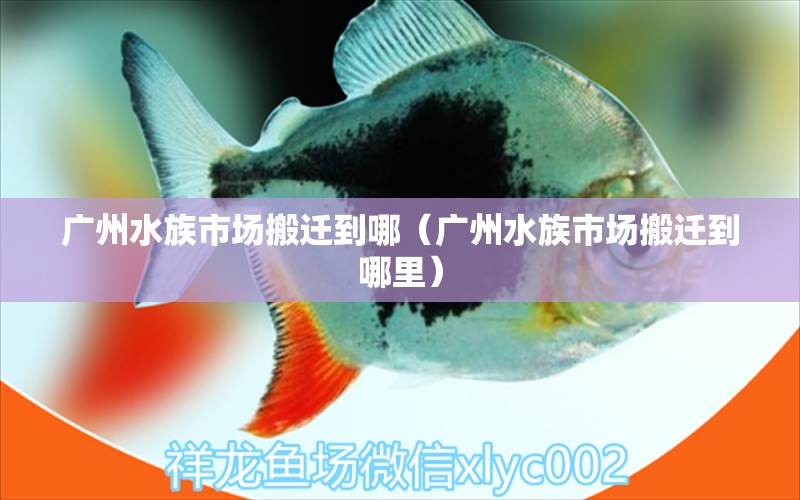 廣州水族市場(chǎng)搬遷到哪（廣州水族市場(chǎng)搬遷到哪里） 廣州水族批發(fā)市場(chǎng)