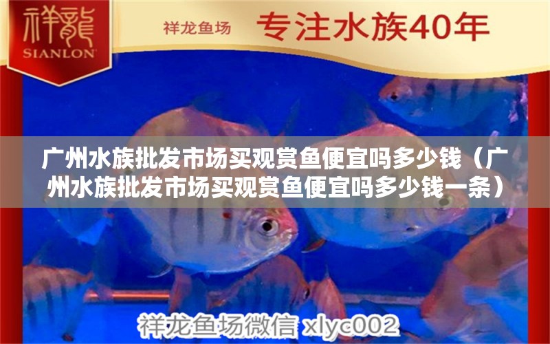 廣州水族批發(fā)市場買觀賞魚便宜嗎多少錢（廣州水族批發(fā)市場買觀賞魚便宜嗎多少錢一條） 祥龍水族醫(yī)院