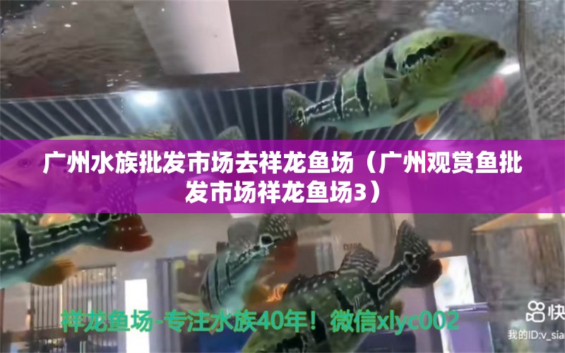 廣州水族批發(fā)市場去祥龍魚場（廣州觀賞魚批發(fā)市場祥龍魚場3）