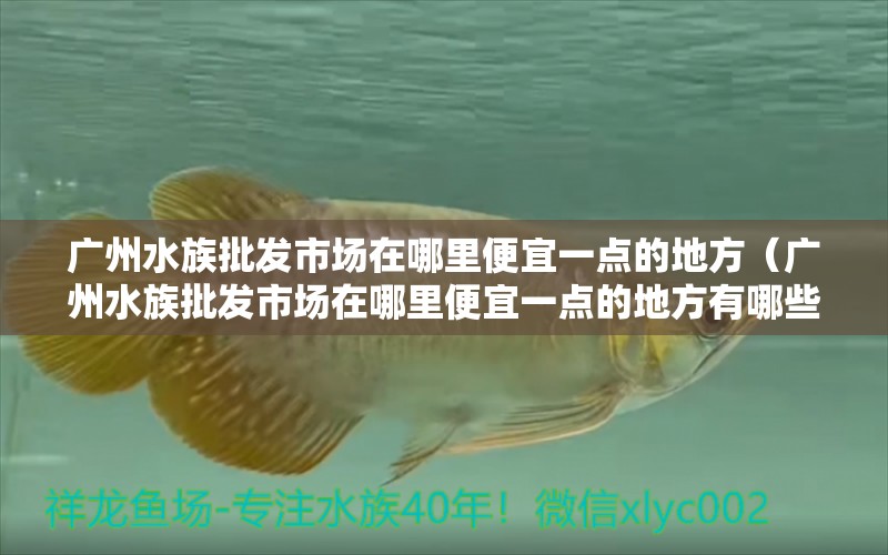 廣州水族批發(fā)市場在哪里便宜一點(diǎn)的地方（廣州水族批發(fā)市場在哪里便宜一點(diǎn)的地方有哪些） 觀賞魚水族批發(fā)市場