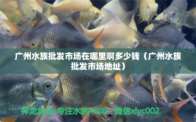 廣州水族批發(fā)市場在哪里啊多少錢（廣州水族批發(fā)市場地址）