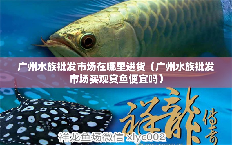 廣州水族批發(fā)市場在哪里進(jìn)貨（廣州水族批發(fā)市場買觀賞魚便宜嗎）