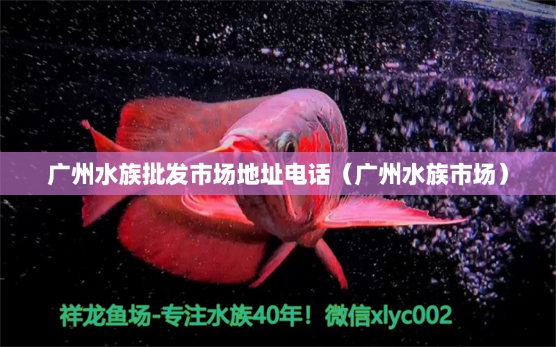 廣州水族批發(fā)市場地址電話（廣州水族市場） 觀賞魚水族批發(fā)市場