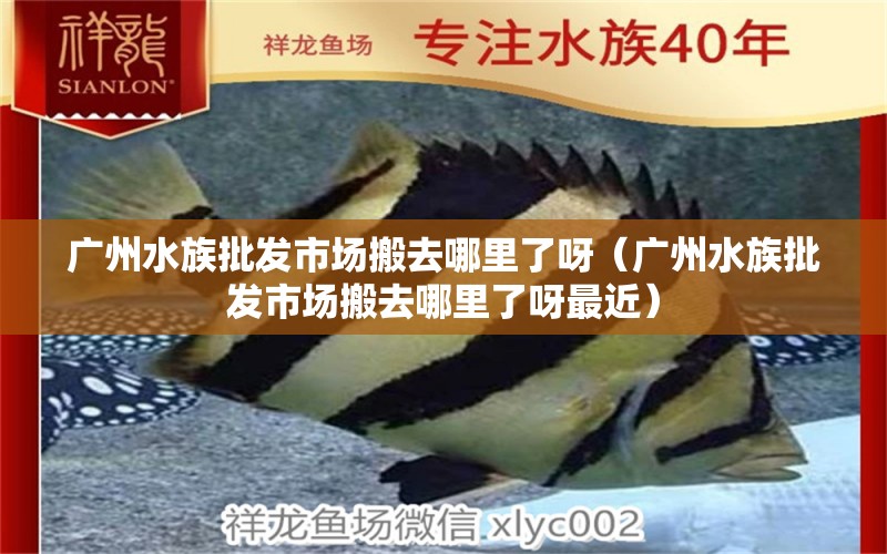 廣州水族批發(fā)市場(chǎng)搬去哪里了呀（廣州水族批發(fā)市場(chǎng)搬去哪里了呀最近） 觀(guān)賞魚(yú)水族批發(fā)市場(chǎng)