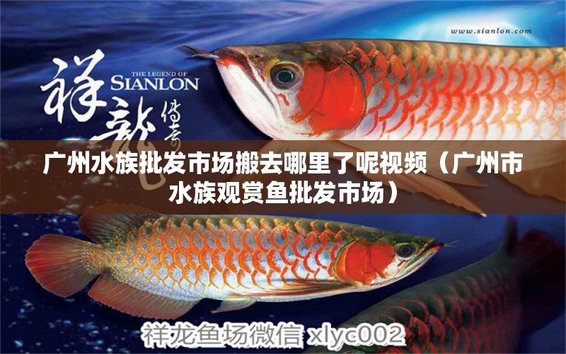 廣州水族批發(fā)市場(chǎng)搬去哪里了呢視頻（廣州市水族觀賞魚批發(fā)市場(chǎng)）