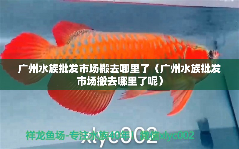 廣州水族批發(fā)市場搬去哪里了（廣州水族批發(fā)市場搬去哪里了呢）