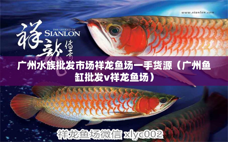 廣州水族批發(fā)市場祥龍魚場一手貨源（廣州魚缸批發(fā)v祥龍魚場） 觀賞魚水族批發(fā)市場