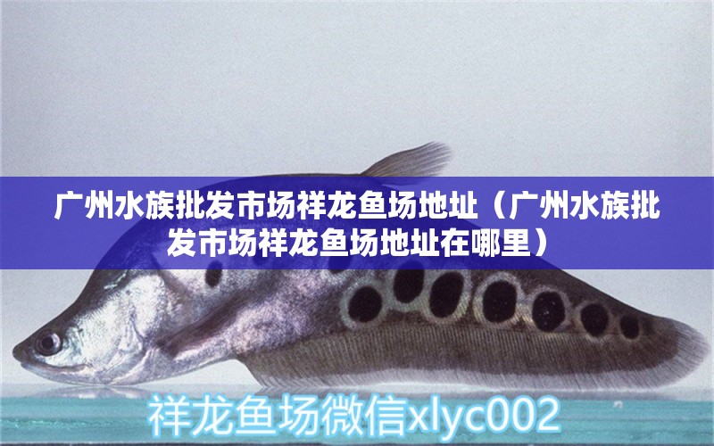 廣州水族批發(fā)市場祥龍魚場地址（廣州水族批發(fā)市場祥龍魚場地址在哪里） 觀賞魚水族批發(fā)市場