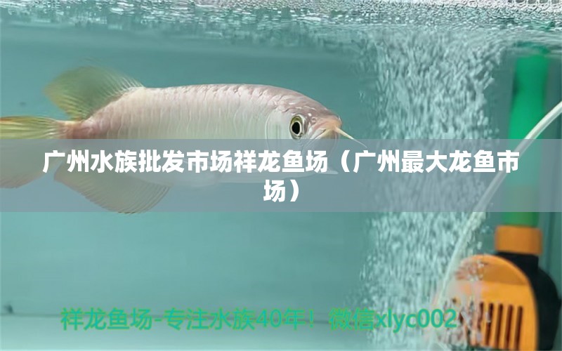 廣州水族批發(fā)市場(chǎng)祥龍魚場(chǎng)（廣州最大龍魚市場(chǎng)）