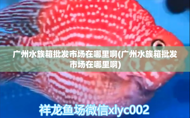 廣州水族箱批發(fā)市場在哪里啊(廣州水族箱批發(fā)市場在哪里啊) 魚缸/水族箱