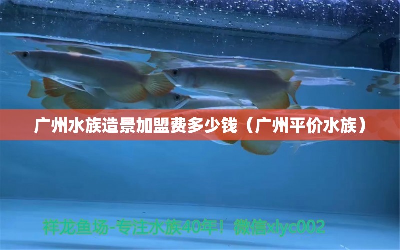 廣州水族造景加盟費(fèi)多少錢（廣州平價水族）