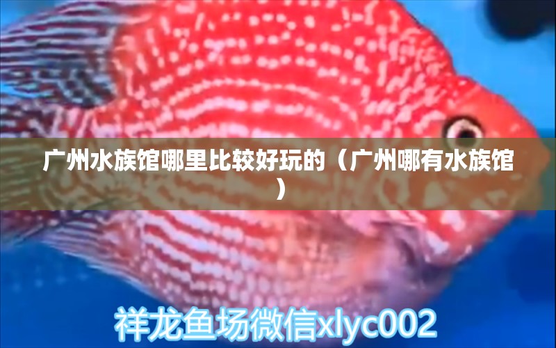 廣州水族館哪里比較好玩的（廣州哪有水族館） 觀賞魚