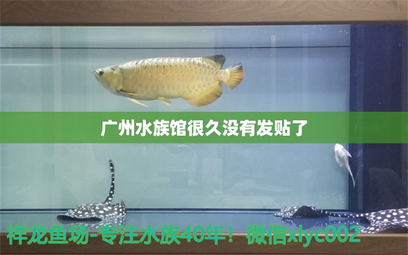 廣州水族館很久沒有發(fā)貼了 財神鸚鵡魚 第7張