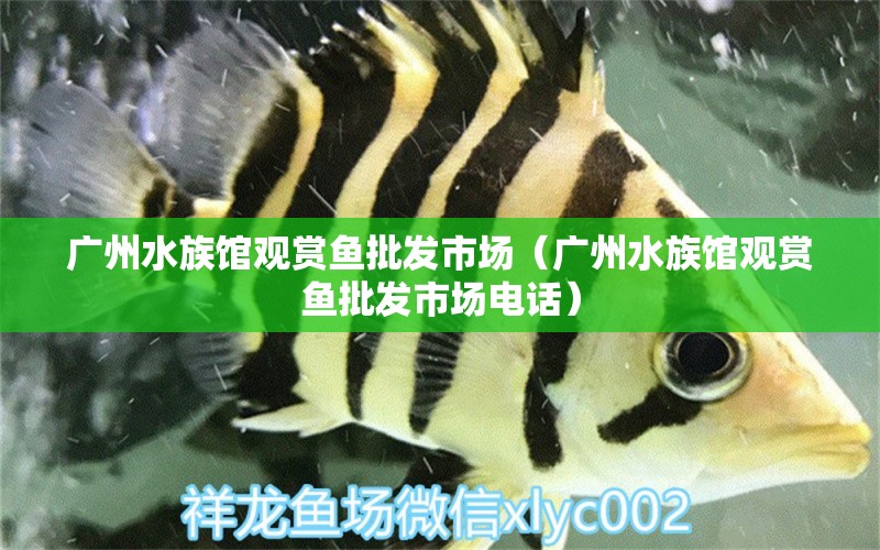 廣州水族館觀賞魚批發(fā)市場(chǎng)（廣州水族館觀賞魚批發(fā)市場(chǎng)電話）