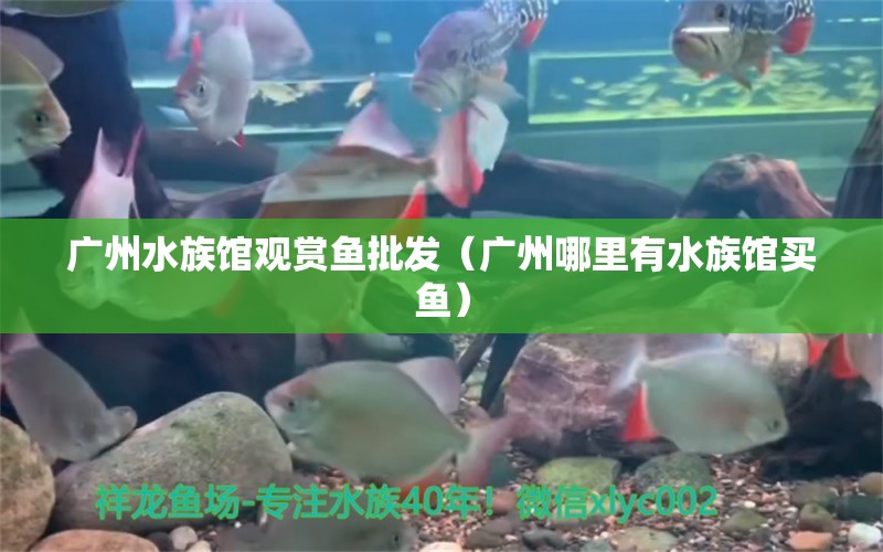 廣州水族館觀賞魚批發(fā)（廣州哪里有水族館買魚）