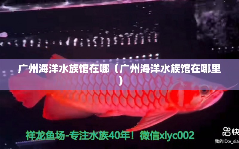 廣州海洋水族館在哪（廣州海洋水族館在哪里） 廣州水族批發(fā)市場