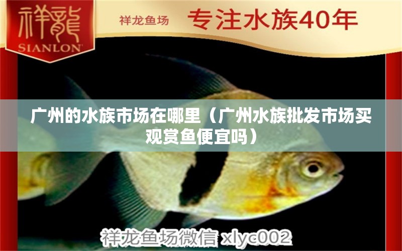 廣州的水族市場在哪里（廣州水族批發(fā)市場買觀賞魚便宜嗎）