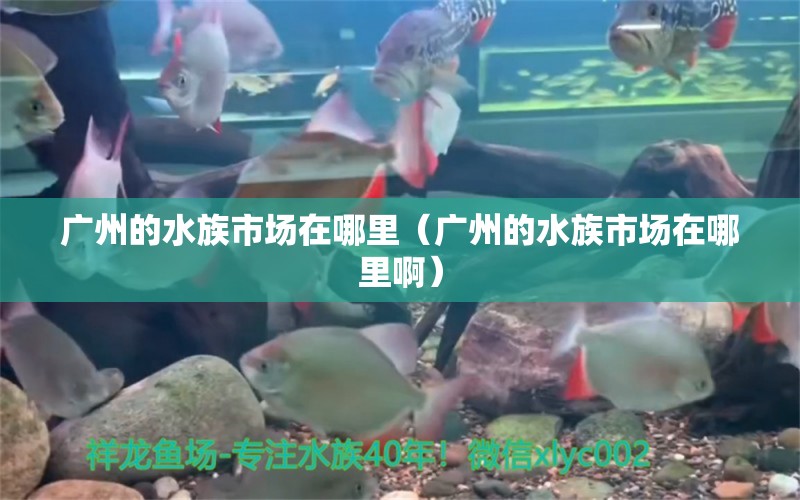 廣州的水族市場在哪里（廣州的水族市場在哪里?。? title=