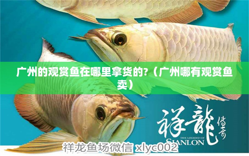 廣州的觀賞魚在哪里拿貨的?（廣州哪有觀賞魚賣）