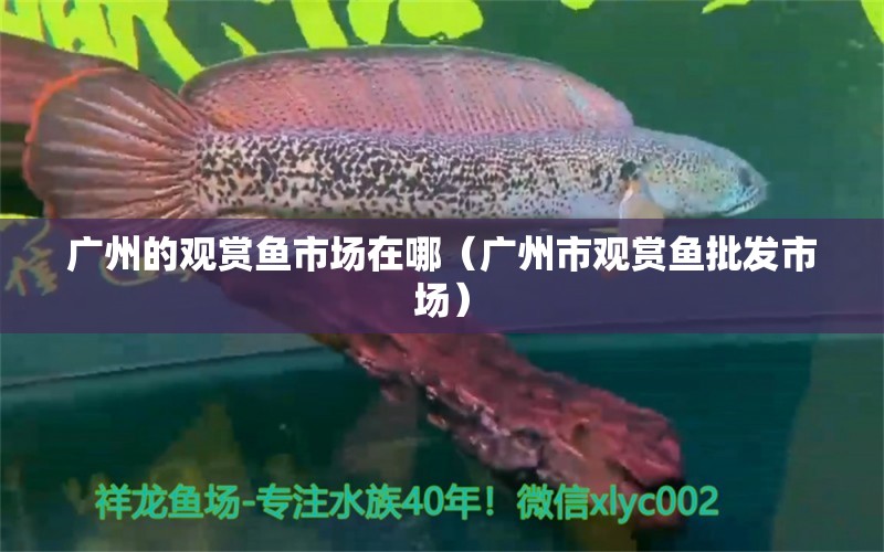 廣州的觀賞魚(yú)市場(chǎng)在哪（廣州市觀賞魚(yú)批發(fā)市場(chǎng)） 觀賞魚(yú)批發(fā)