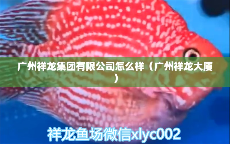 廣州祥龍集團有限公司怎么樣（廣州祥龍大廈） 觀賞魚