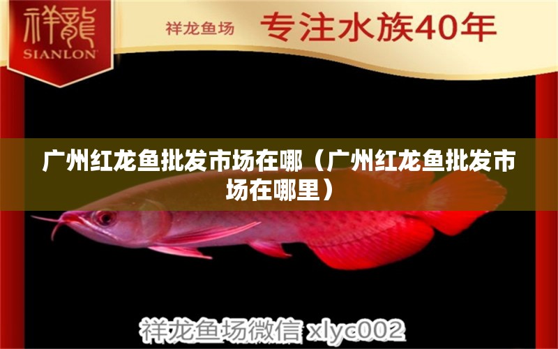 廣州紅龍魚批發(fā)市場在哪（廣州紅龍魚批發(fā)市場在哪里） 龍魚批發(fā)