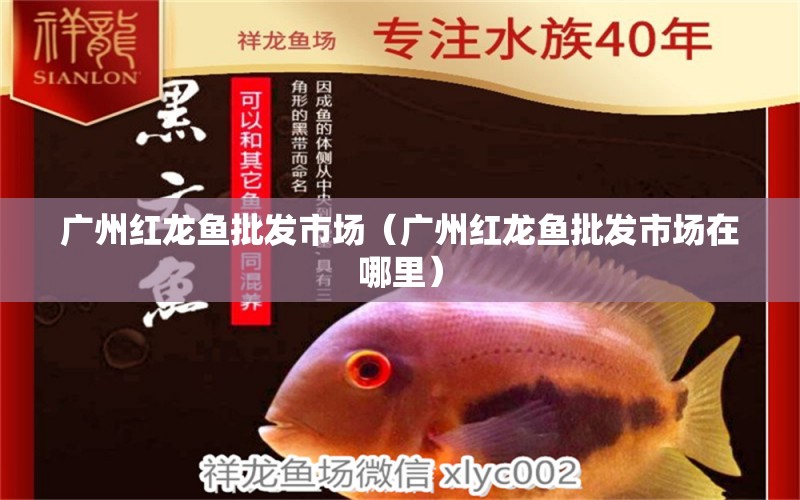 廣州紅龍魚(yú)批發(fā)市場(chǎng)（廣州紅龍魚(yú)批發(fā)市場(chǎng)在哪里） 龍魚(yú)批發(fā)