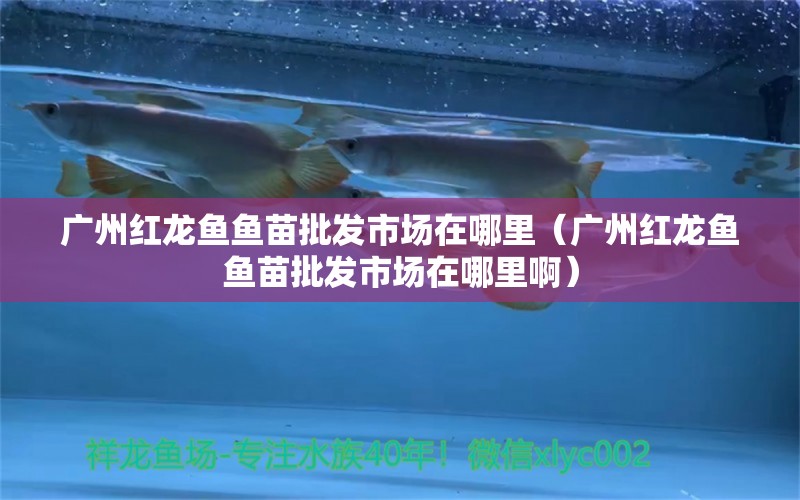 廣州紅龍魚魚苗批發(fā)市場在哪里（廣州紅龍魚魚苗批發(fā)市場在哪里?。?龍魚百科