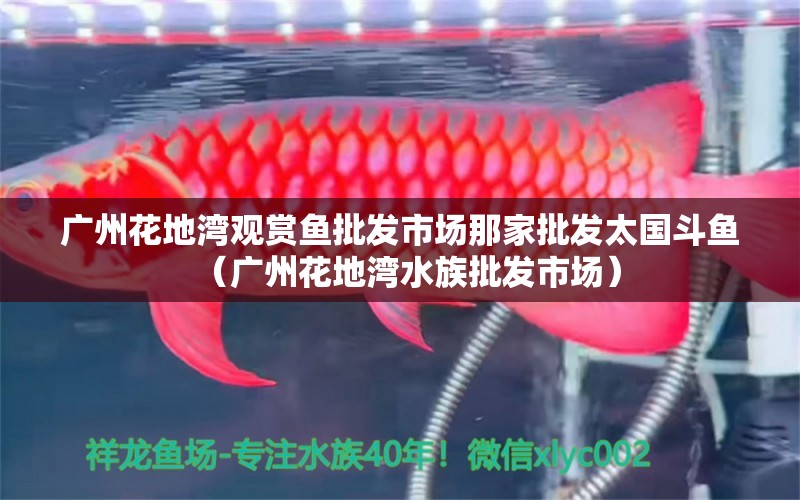 廣州花地灣觀賞魚批發(fā)市場那家批發(fā)太國斗魚（廣州花地灣水族批發(fā)市場）