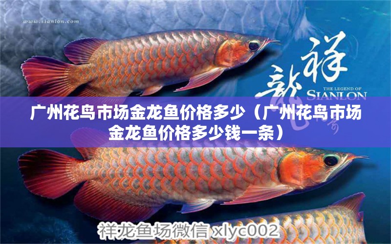 廣州花鳥市場金龍魚價(jià)格多少（廣州花鳥市場金龍魚價(jià)格多少錢一條）