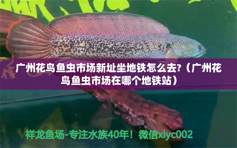 廣州花鳥魚蟲市場新址坐地鐵怎么去?（廣州花鳥魚蟲市場在哪個地鐵站）