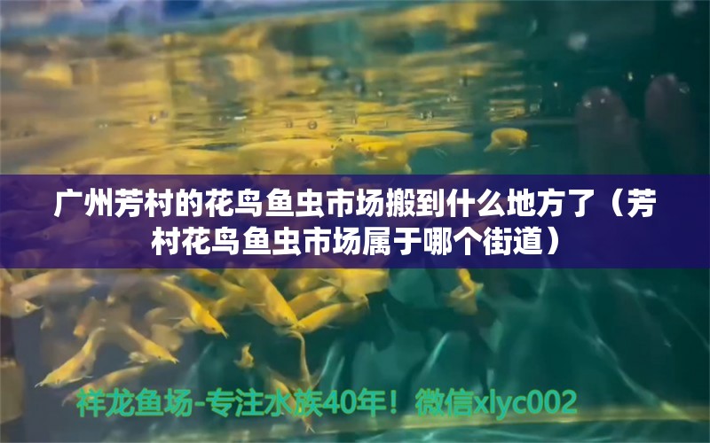 廣州芳村的花鳥魚蟲市場搬到什么地方了（芳村花鳥魚蟲市場屬于哪個(gè)街道）