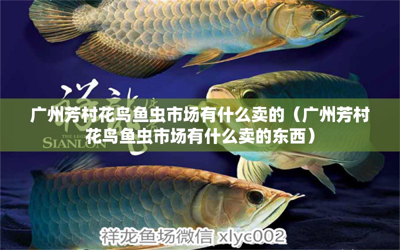 廣州芳村花鳥魚蟲市場有什么賣的（廣州芳村花鳥魚蟲市場有什么賣的東西）