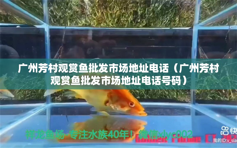 廣州芳村觀賞魚批發(fā)市場地址電話（廣州芳村觀賞魚批發(fā)市場地址電話號碼）