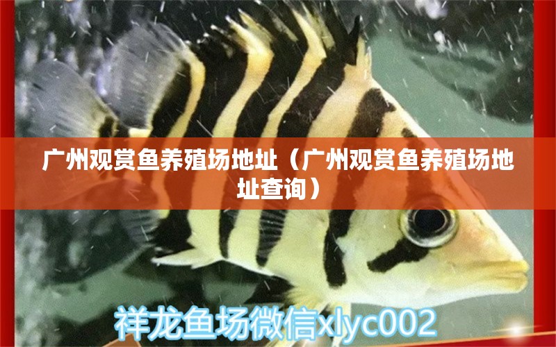 廣州觀賞魚(yú)養(yǎng)殖場(chǎng)地址（廣州觀賞魚(yú)養(yǎng)殖場(chǎng)地址查詢）