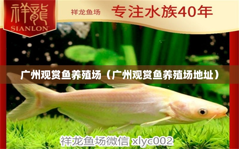 廣州觀賞魚養(yǎng)殖場(chǎng)（廣州觀賞魚養(yǎng)殖場(chǎng)地址）