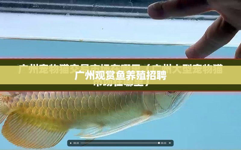 廣州觀賞魚養(yǎng)殖招聘 水族問答 第1張