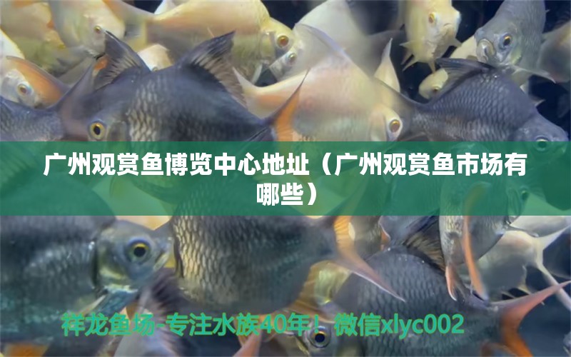 廣州觀賞魚博覽中心地址（廣州觀賞魚市場有哪些）