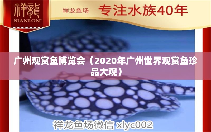 廣州觀賞魚博覽會（2020年廣州世界觀賞魚珍品大觀） 廣州觀賞魚批發(fā)市場