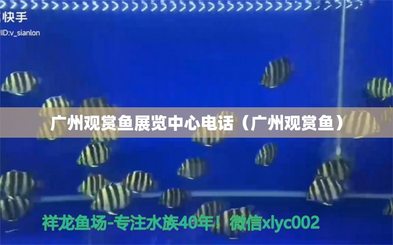 廣州觀賞魚展覽中心電話（廣州觀賞魚） 觀賞魚