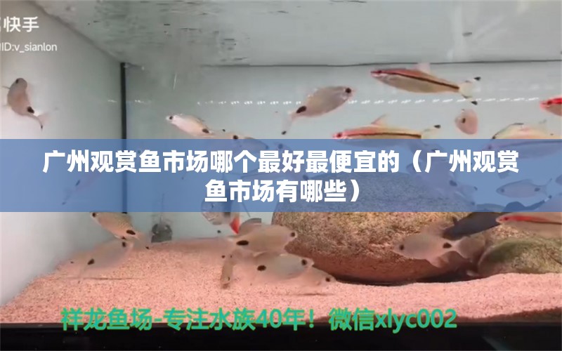 廣州觀賞魚(yú)市場(chǎng)哪個(gè)最好最便宜的（廣州觀賞魚(yú)市場(chǎng)有哪些）