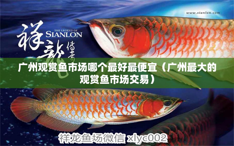 廣州觀賞魚市場哪個最好最便宜（廣州最大的觀賞魚市場交易）