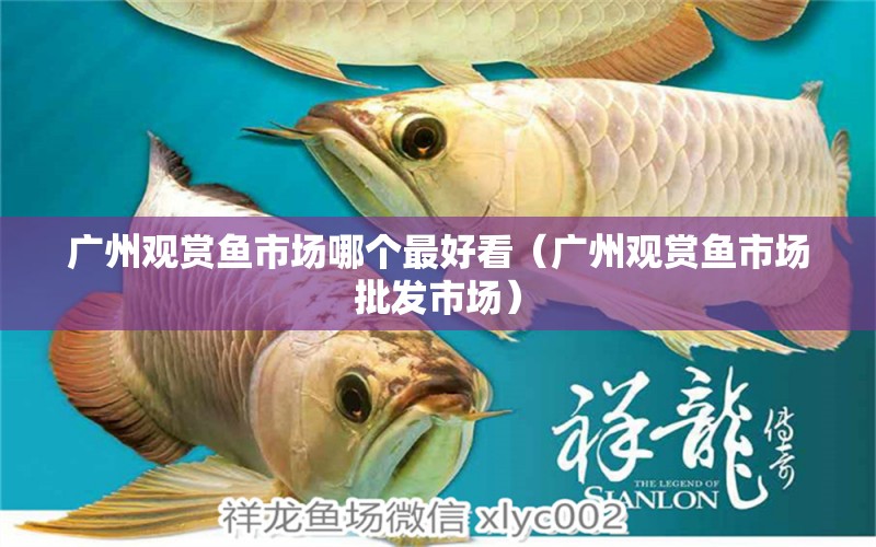 廣州觀賞魚市場哪個最好看（廣州觀賞魚市場批發(fā)市場） 觀賞魚市場（混養(yǎng)魚）