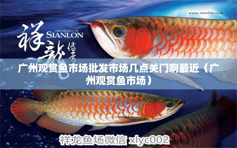 廣州觀賞魚市場批發(fā)市場幾點關(guān)門啊最近（廣州觀賞魚市場）