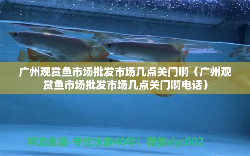 廣州觀賞魚市場批發(fā)市場幾點關(guān)門啊（廣州觀賞魚市場批發(fā)市場幾點關(guān)門啊電話） 觀賞魚市場（混養(yǎng)魚）