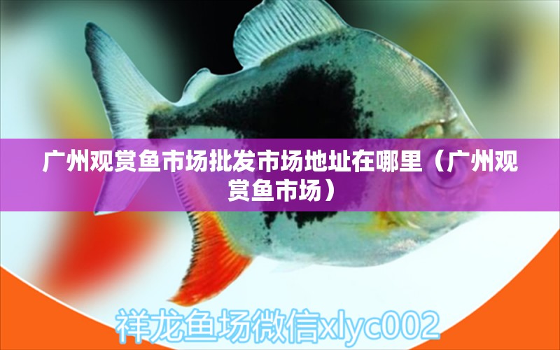 廣州觀賞魚市場批發(fā)市場地址在哪里（廣州觀賞魚市場）