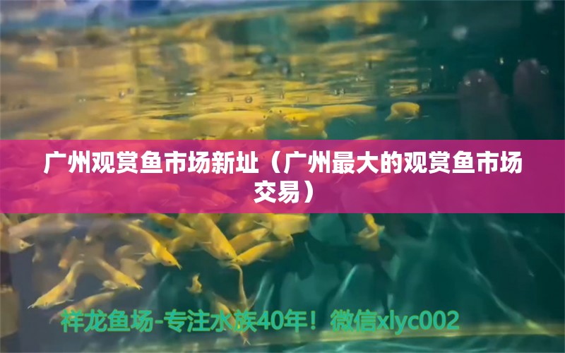 廣州觀賞魚(yú)市場(chǎng)新址（廣州最大的觀賞魚(yú)市場(chǎng)交易）