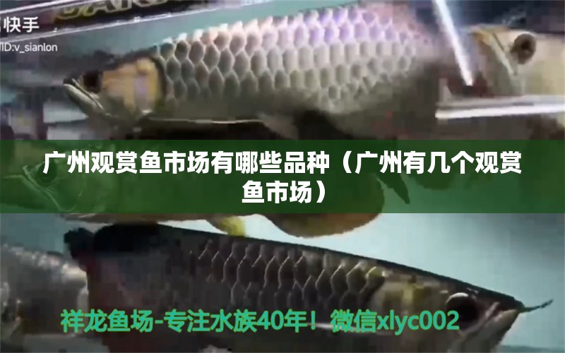 廣州觀賞魚市場有哪些品種（廣州有幾個觀賞魚市場）